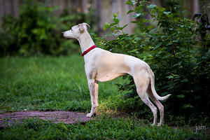 Sophie, Our 3 Year Old Whippet