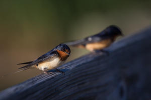 Barn Swallows