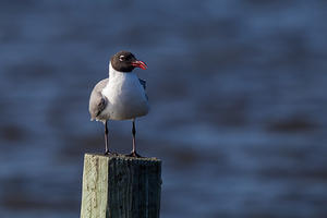 Black Headed Gull