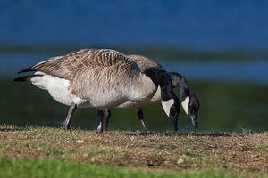 Geese 4293