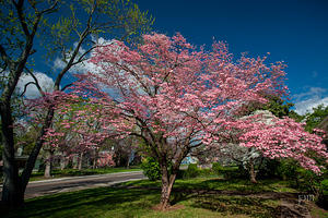 Main Street Dogwood