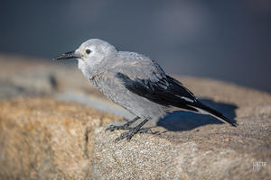 Canadian Jay