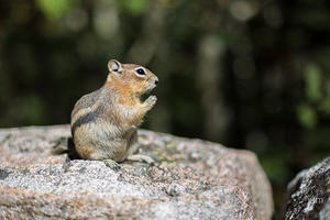 Ground Squirrel
