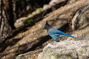 Stellar Jay