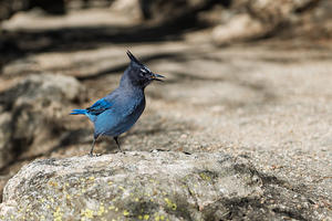 Stellar Jay