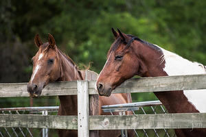 Thunder and Crazy Horse