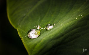 Water on Leaves I